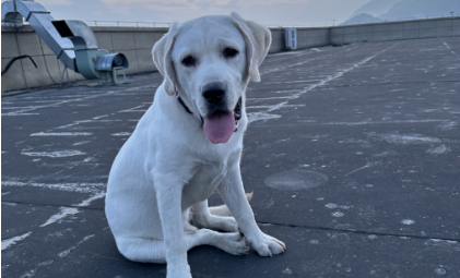 米兰-“猫用减肥药”出现，宠物也要加入体重管理了？